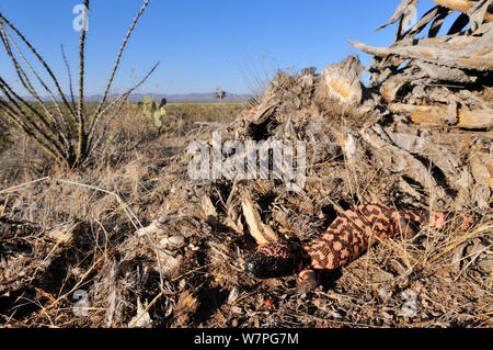 Gila monster (Heloderma suspectum) Süd Arizona, USA, April Stockfoto