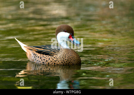 Weiß ist Pintail (Anas bahamensis) Bolivien, August Stockfoto