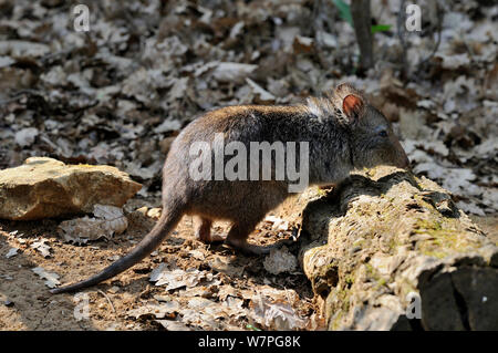 Spitzzange Potoroo (Potorous tridactyla) unverlierbaren, Australien, Februar Stockfoto