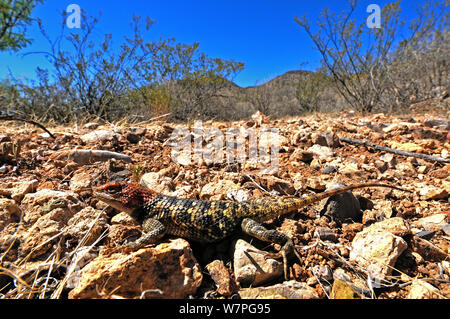 Sonora stachelige Echse (Scelporus Clarkii) Porträt, in der Nähe von Portals, Arizona, USA, April Stockfoto