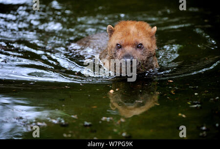 Bush Hund (Speothos venaticus) Schwimmen, Captive aus Süd- und Mittelamerika Stockfoto