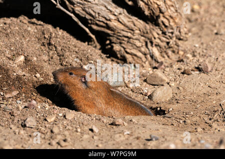 Tal pocket gopher (Thomomys bottae) aus Burrow, Catalina Mountain Foothills, Arizona, USA, Mai Stockfoto