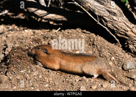 Tal pocket gopher (Thomomys bottae) Catalina Bergen Ausläufern, Arizona, USA, Mai Stockfoto