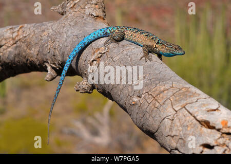 Reich verzierte Schott's tree Lizard (Urosaurus ornatus Schotti) auf Zweig, Organ Pipe Cactus National Monument. Arizona, USA, Mai Stockfoto