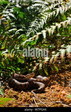 Asp Viper (Vipera aspis) unter Farnen, Frankreich, Juli Stockfoto