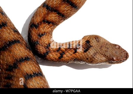 Asp Viper (Vipera aspis) unverlierbaren, Frankreich Stockfoto