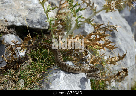Die orsini Viper oder Wiese Viper (Vipera ursinii wettsteini) kontrollierten Bedingungen, Süd-ost Frankreich, September. Gefährdete Arten. Stockfoto