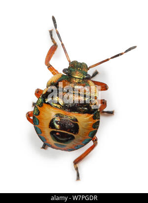 Bronze (Shieldbug Troilus luridus) 4. instar Nymphe. Endemisch in Europa, einschließlich Großbritannien. Stockfoto