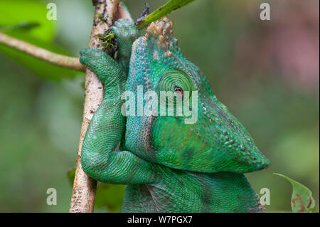 Parson's Chamäleon (Calumna parsonii) Andasibe-Mantadia NP, Madagaskar Stockfoto