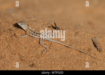 Drei-eyed Lizard (Chalaradon madagascariensis) Reniala Nature Reserve, Ifaty, Madagaskar Stockfoto