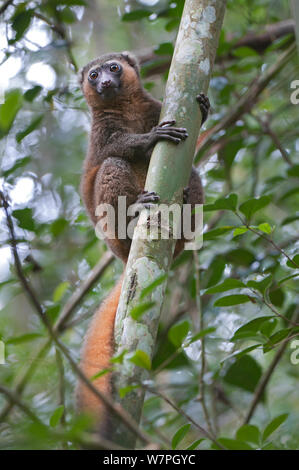 Golden Bambus Lemur (Hapalemur aureus) Ranomafana Nationalpark, Madagaskar Stockfoto