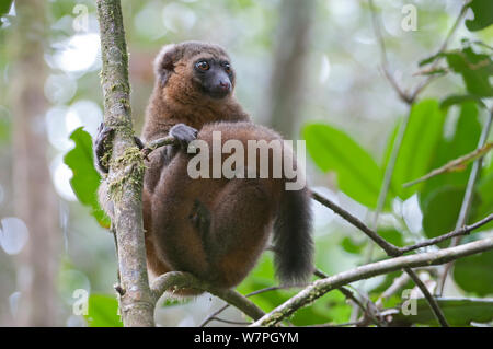 Golden Bambus Lemur (Hapalemur aureus) Ranomafana Nationalpark, Madagaskar Stockfoto