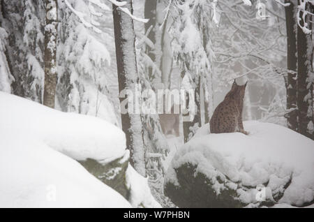 Eurasischer Luchs (Lynx Lynx) Erwachsenen sitzen auf Felsbrocken bedeckt im Tiefschnee in Buche (Fagus Sylvatica Wald, gefangen im Gehäuse des Nationalpark Bayerischer Wald, Deutschland, Februar. Stockfoto