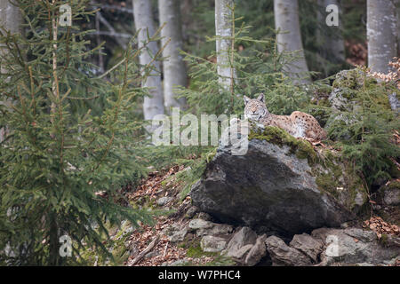 Eurasischen Luchs (Lynx lynx) Erwachsenen ruht auf einem großen Felsblock in der Nähe des alten Rotbuchen (Fagus sylvatica) Bäume, gefangen im Gehäuse des Nationalpark Bayerischer Wald, Deutschland, Februar Stockfoto