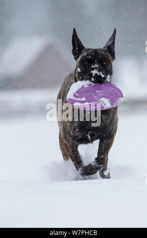 Malinois x Herder kreuz Rasse Hündin "Zora" spielen mit lila Frisbee Disc im Schnee. Deutschland Stockfoto