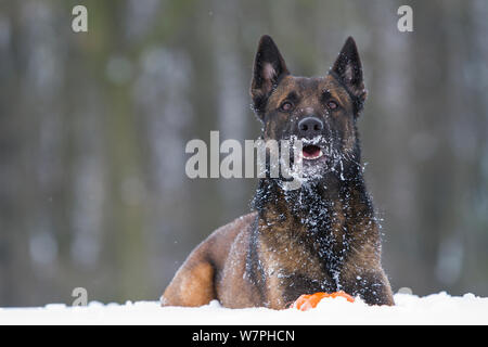 Malinois/Belgischen Schäferhund Polizei Hund 'Mia' durch deutsche Polizisten und Hundeführer besessen, und er liegt im Schnee, Deutschland. Stockfoto