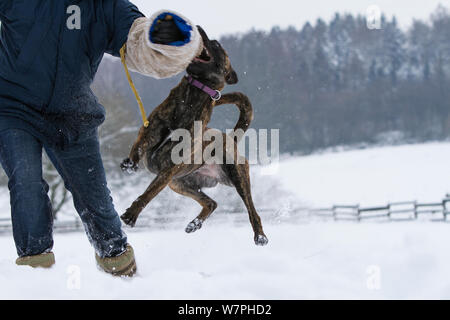 Malinois x Herder kreuz Rasse weibliche "Zora" von Polizisten im Schnee ausgebildet werden. Deutschland Stockfoto