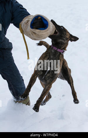 Malinois x Herder kreuz Rasse weibliche "Zora" von Polizisten im Schnee ausgebildet werden. Deutschland Stockfoto