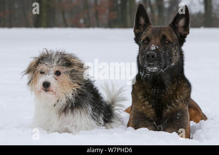 Jack Russell Terrier die Rasse "Jogi" männlich, und Malinois/Belgischen Schäferhund 'Mia' im Schnee liegen. Hitzhausen, Deutschland Stockfoto