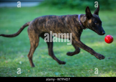 Malinois x Herder Welpen 'Zora', weiblich, Spielen mit dem Ball, Deutschland Stockfoto