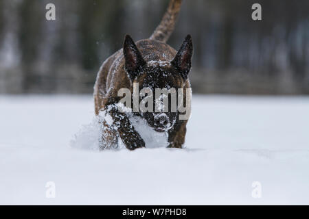 Malinois x Herder kreuz Rasse weiblichen 'Zora' spielen mit lila Frisbee Disc im Schnee. Deutschland Stockfoto