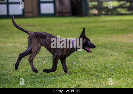 Malinois x Herder kreuz Welpen 'Zora', weiblich, spielen in einem Garten, Sommer, Deutschland Stockfoto