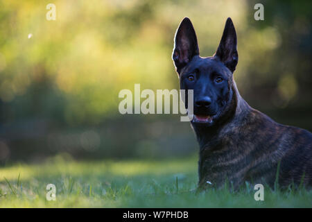 Malinois x Herder Welpen 'Zora', weiblich, Portrait, liegen auf dem Gras auf Sommerabend, Deutschland Stockfoto