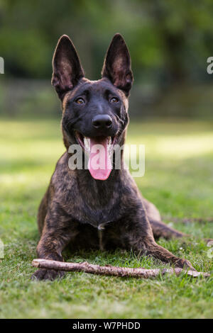 Malinois x Herder Welpen 'Zora', weiblich, Portrait, liegen auf dem Gras auf Sommerabend, Deutschland Stockfoto