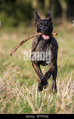 Malinois x Herder Welpen 'Zora', weiblich, im Feld Ausführen carriyng ein Stick, September, Deutschland Stockfoto