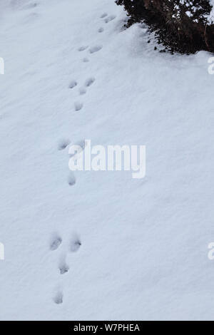 Titel der Schneehase (Lepus timidus) im Schnee. Peak District National Park, Januar. Stockfoto