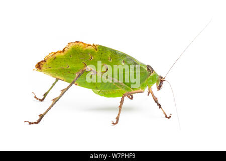 Malaysische Blatt Katydid (Ancylecha madan), ein Blatt nachahmen mit Ursprung aus den Regenwäldern West Malaysia. Gefangen. Stockfoto