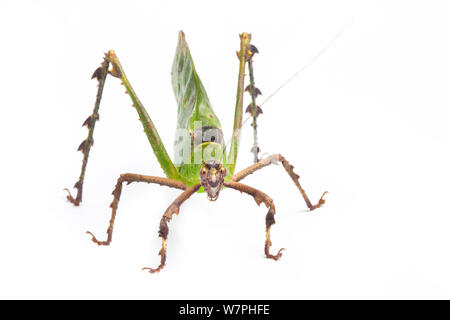 Malaysische Blatt Katydid (Ancylecha madan), ein Blatt nachahmen mit Ursprung aus den Regenwäldern West Malaysia. Gefangen. Stockfoto