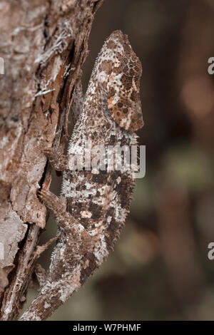 Kurze-horned Chameleon (Calumma brevicornis) auf Baumstamm getarnt. Andasibe-Mantadia Nationalpark, Madagaskar. Stockfoto