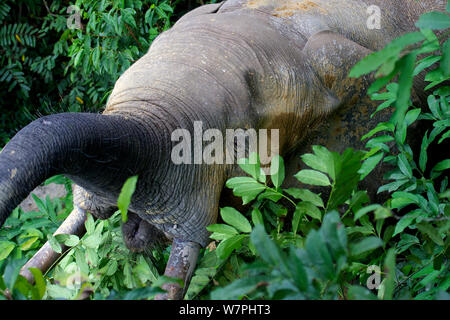 Waldelefant (Loxodonta cyclotis) im Wald um Dzanga Bai Clearing, Zentralafrikanische Republik, Afrika. Stockfoto