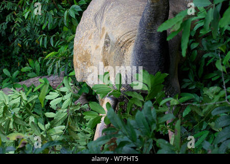 Waldelefant (Loxodonta cyclotis) im Wald um Dzanga Bai Clearing, Zentralafrikanische Republik, Afrika. Stockfoto