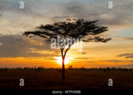 Regenschirm Thorn Akazie (Acacia tortilis) bei Sonnenaufgang, Ol Pejeta Conservancy, Kenia, Afrika, August 2011 Stockfoto