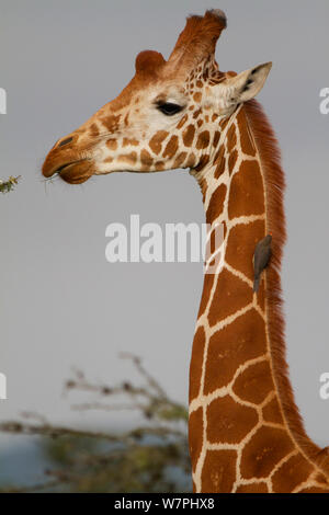 Netzgiraffe (Giraffa Camelopardalis reticulata) mit Yellow-billed Oxpecker (Buphagus africanus) am Hals, Ol Pejeta Conservancy, Kenia, Afrika. Stockfoto