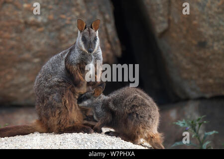 Brush-tailed Rock Wallaby mit Kleinkind (Petrogale penicillata) Mt Rothwell, Victoria, Australien, Oktober Stockfoto