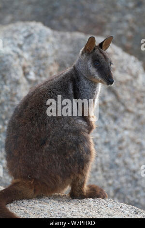 Brush-tailed Rock Wallaby (Petrogale penicillata) Mt Rothwell, Victoria, Australien, Oktober Stockfoto