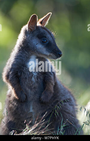 Brush-tailed Rock Wallaby im Gras (Petrogale penicillata) Mt Rothwell, Victoria, Australien, Oktober Stockfoto