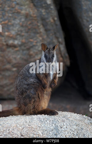 Brush-tailed Rock Wallaby (Petrogale penicillata) Mt Rothwell, Victoria, Australien, Oktober Stockfoto