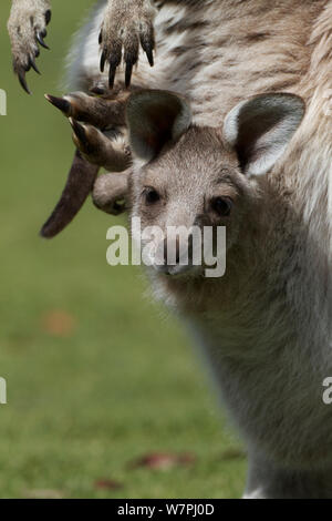 Eastern Grey Kangaroo (Macropus giganteus) in der Tasche, auf Angelsea Golfplatz, Victoria, Australien, Oktober Stockfoto