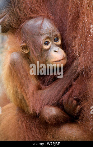 Orang-utan (Pongo pygmaeus) Baby halten auf Mutter im Regen. Nyaru Menteng Orangutan Wiedereinführung Projekt, Zentralkalimantan, Borneo, Indonesien. Stockfoto