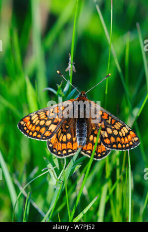 Marsh Fritillary Schmetterling (Euphydryas aurinia) in Ruhe. Dorset, UK, Mai 2012. Stockfoto