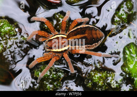 Weibliche Floß/Sumpf Spinne (Dolomedes fimbriatus) auf dem Wasser. Arne, Dorset, Großbritannien, Juli 2012. Stockfoto