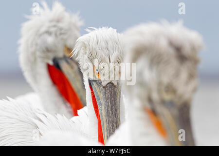 Dalmatinische Pelikane (Pelecanus Crispus) Porträt. Lake Kerkini, Griechenland, März 2012. Stockfoto