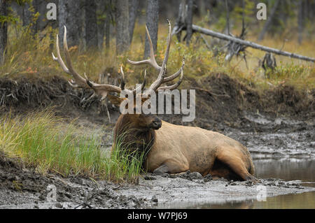 Bull Elk (Cervus canadensis) von Wasser. Herbst im Banff National Park, Alberta, Kanada, Oktober. Stockfoto