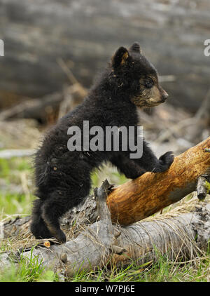 Amerikanische Schwarzbären (Ursus Americanus) Cub. Yellowstone-Nationalpark, Wyoming, Juni. Stockfoto
