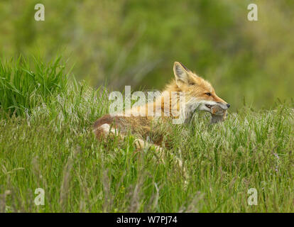 American Red Fox (Vulpes vulpes) mit Uinta Erdhörnchen (Urocitellus armatus) Beute. Der Grand Teton National Park, Wyoming, USA, Juni. Stockfoto