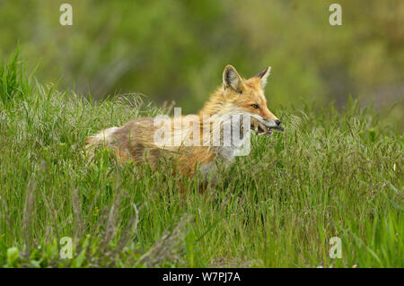 American Red Fox (Vulpes vulpes) mit Uinta Erdhörnchen (Urocitellus armatus) Beute. Der Grand Teton National Park, Wyoming, USA, Juni. Stockfoto